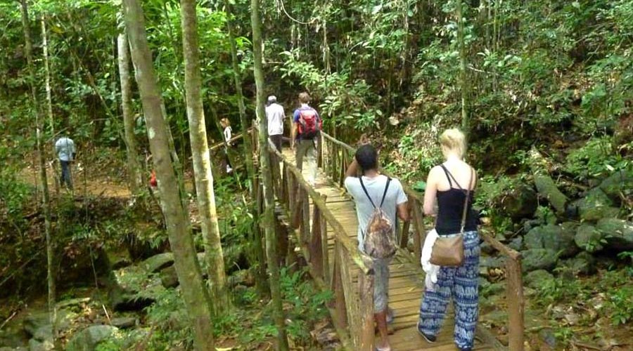 Kanneliya Rain Forest