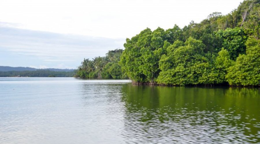 Koggala Lake Safari