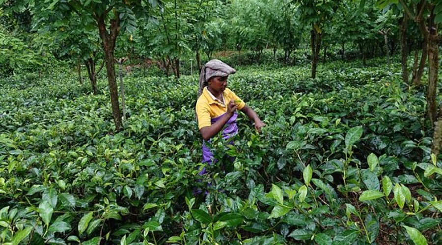 Handunugoda Tea Factory