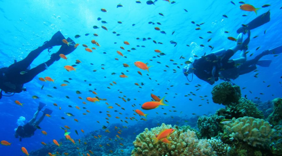Diving
