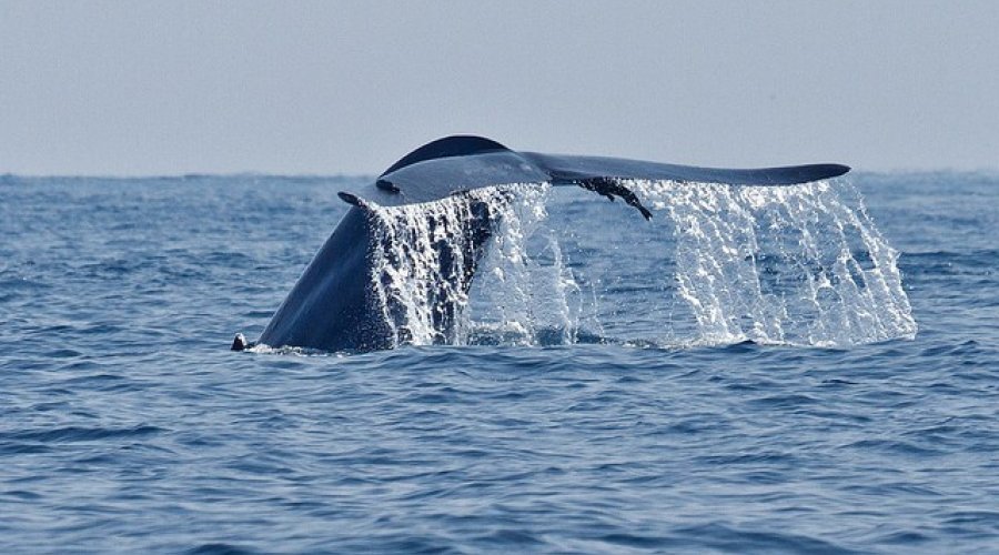 Whale Watching