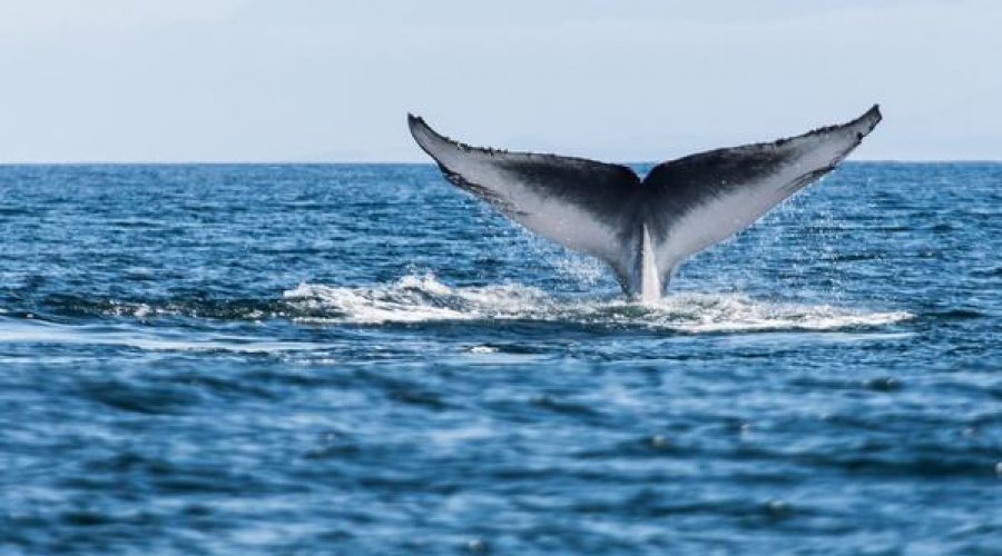 Whale Watching