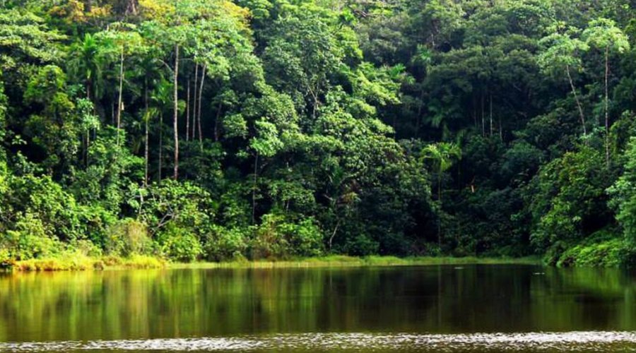 Kanneliya Rain Forest