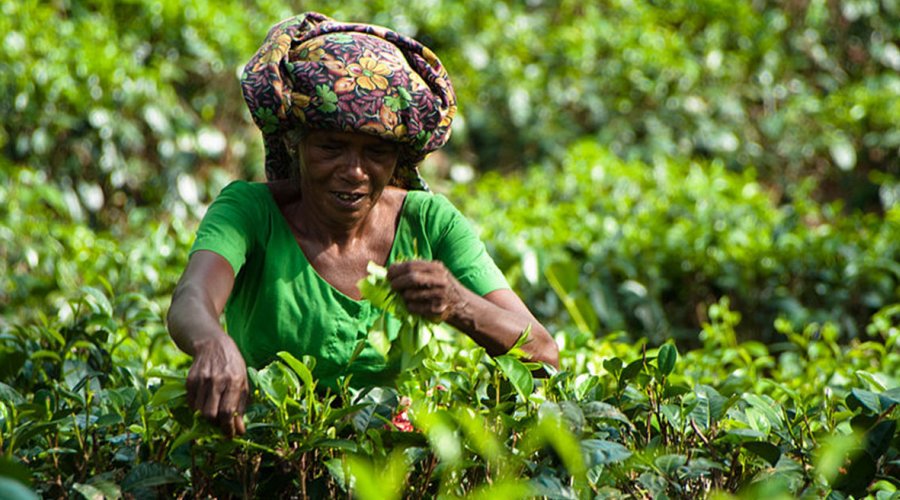 Handunugoda Tea Factory