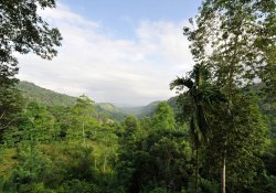 Kanneliya Rain Forest