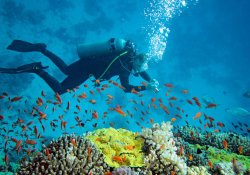 Diving