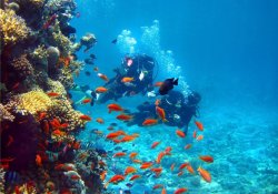 Diving