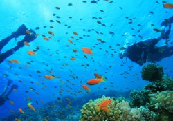 Diving