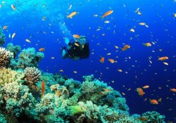 Diving