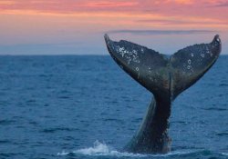 Whale Watching