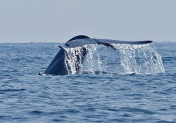 Whale Watching
