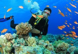 Diving