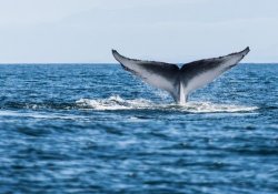 Whale Watching