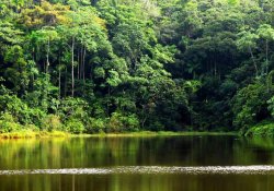 Kanneliya Rain Forest