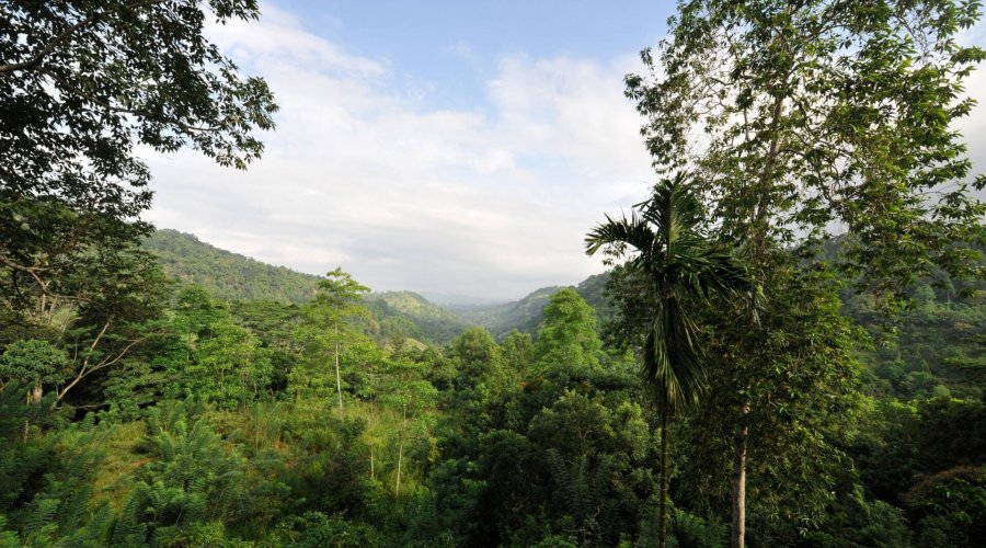 Kanneliya