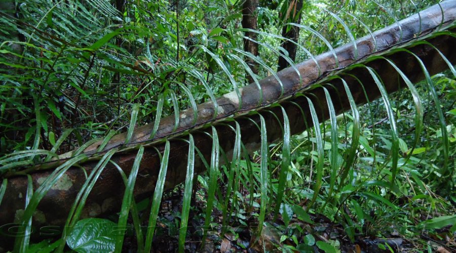 Sinharaja Forest