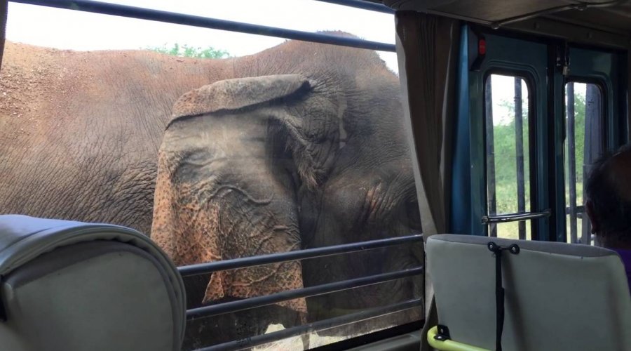 Ridiyagama Safari