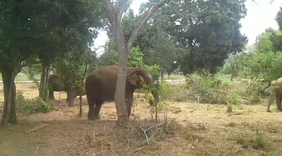 Ridiyagama Safari