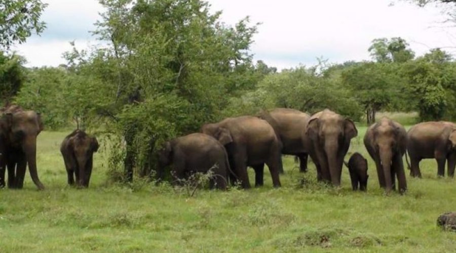 Ridiyagama Safari