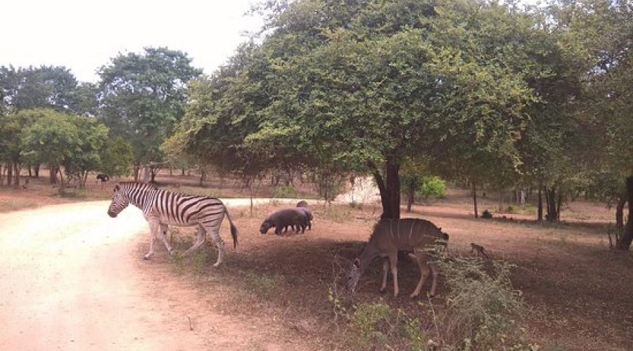 Ridiyagama Safari