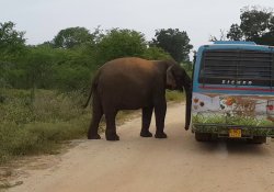 Ridiyagama Safari 