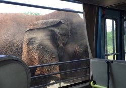 Ridiyagama Safari 