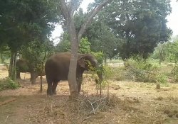 Ridiyagama Safari 