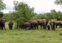 Ridiyagama Safari 