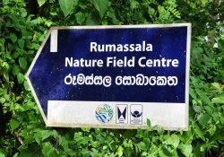 Rumassala