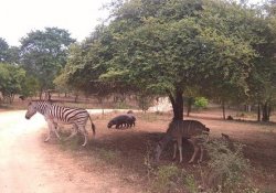 Ridiyagama Safari 